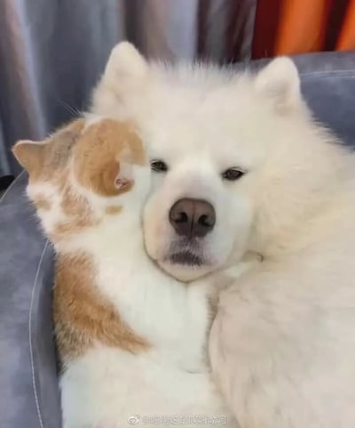 一只毛茸茸的白色萨摩耶犬和一只橘白相间的小猫咪在灰色沙发上亲密相拥的温馨场景。小猫咪用前爪环抱着萨摩耶的脖子，将头靠在狗狗的脸上，而萨摩耶则表情淡定地接受着这份亲昵，眼神温柔平和。背景中可以看到灰色和橙色的窗帘，营造出舒适的居家氛围。整个画面充满了跨物种之间的友爱与温暖，让人感受到宠物间纯真的情感。