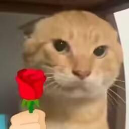 这是一张经过P图合成的趣味表情包，将真实橘猫的头部与手持红玫瑰的手部画面拼接在一起。橘猫眼神平静，搭配递出的红玫瑰，形成了反差感十足的浪漫效果，既可以用来正经表达好感、表白，也能作为玩梗素材和好友互动。