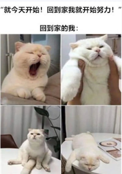 这是一张四格猫咪表情包，上方配有文字"就今天开始！回到家我就开始努力！"，下方文字为"回到家的我："，接着展示了四张猫咪图片：左上角是一只橘猫张大嘴巴打哈欠，右上角是一只白猫被人托举着露出慵懒表情，左下角是一只白猫端正坐在桌子上，右下角是一只白猫趴在桌子上睡觉。通过猫咪的各种慵懒姿态，幽默地表现了人们立志回家努力但实际却放松躺平的反差状态。