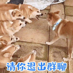 这是一段动态GIF，展示了几只棕色小狗在瓷砖地面上的互动场景。画面中，一只戴着蓝色项圈的小狗被其他多只小狗从不同方向围拢，整体呈现出一种'集体包围'的动态效果。每帧画面下方都配有蓝色文字'请你退出群聊'，通过拟人化的方式将小狗们的互动幽默地比喻为群聊中成员要求某一成员退出的场景，营造出轻松搞笑的氛围。