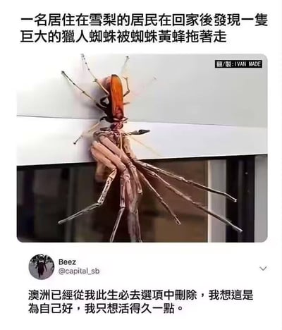 这是一则经过翻译制作的外网梗图，画面分为上下两部分：上方是实拍场景，一只体型远小于猎人蛛的蜘蛛黄蜂，正拖着一只巨大的猎人蛛在窗框上移动，配文说明这是悉尼居民回家时发现的画面；下方是推特用户Beez的评论，调侃着将澳洲从自己的此生必去清单中删除，以此表达对澳洲这类奇特且吓人的本土生物的恐惧，用幽默的方式吐槽澳洲的“硬核”生态环境。图中没有双关、谐音梗或暗示内容。