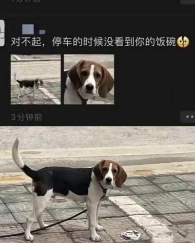 这是一张图文混排的趣味梗图，上方是社交媒体的发布动态截图，发布者配文“对不起，停车的时候没看到你的饭碗😣”并附带两张比格犬的照片；下方是对应的实景图，一只黑白棕三色的比格犬站在路边地砖上，它的牵引绳旁有一个被车辆压坏的狗碗。
图中的笑点来自中文双关：“饭碗”既指狗狗的食碗，也常用来指代人类的工作，发布者用这个双关文案，看似像是在对人致歉影响其工作，实际却是真的不小心压坏了狗狗的食碗，形成了有趣的反差感，充满生活化的搞笑氛围。