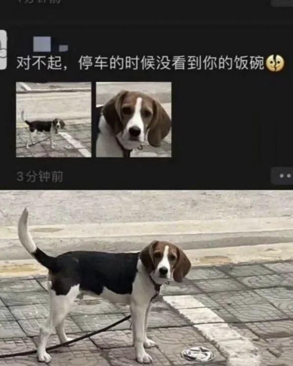 比格犬