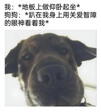 这是一张幽默的宠物梗图，上方配有文字描述："我：*地板上做仰卧起坐* 狗狗：*趴在我身上用关爱智障的眼神看着我*"。图片主体是一只狗的近距离面部特写，狗狗表情看起来有些困惑又带着一丝关切，完美呼应了文字中描述的"关爱智障的眼神"。这种将人类健身行为与宠物可爱反应结合的内容，展现了宠物与主人之间有趣的互动日常。