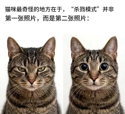 这是一张横向左右对比的静态梗图，图片上方配有文字说明：“猫咪最奇怪的地方在于，“杀戮模式” 并非第一张照片，而是第二张照片：”。图片左右两侧均为同一只狸花猫的正面肖像，左侧狸花猫瞳孔收缩成细竖缝，表情凶狠凌厉，看起来攻击性很强；右侧狸花猫瞳孔放大成又大又圆的黑眼珠，表情无辜软萌，看起来毫无攻击性。图中玩梗打破了大众“瞳孔缩小凶狠才是捕猎状态”的认知，反差感趣味十足。