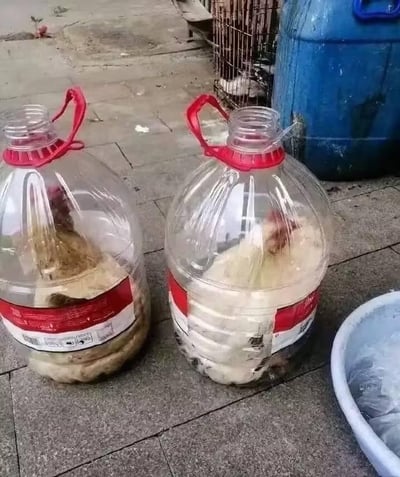 这是一张户外地面的实拍静态图，画面主体是两个带有红色提手的透明废弃食用油桶，每个桶里都被塞进了一只家鸡，鸡的身体被桶身限制，仅露出部分头部，看起来状态局促。地面是灰色方形地砖，画面右侧有一个白色塑料盆，背景中可见蓝色大桶和一个铁制笼子，整体场景像是在农村或城乡结合部的户外区域，应该是为了防止鸡乱跑而用废弃油桶临时圈养，画面充满生活趣味，没有双关、谐音梗等内容。