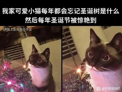 这是一张左右分栏的对比式图文内容，上方配有文字“我家可爱小猫每年都会忘记圣诞树是什么，然后每年圣诞节被惊艳到”。左侧画面中，一只暹罗混种的小猫正看着面前带有彩色灯光的圣诞树，眼睛睁大，露出好奇的神情；右侧画面是这只小猫的近距离特写，它的眼睛睁得更大，眼神里满是惊讶与惊艳，仿佛完全被眼前的圣诞树所震撼。整个内容通过小猫前后变化的神态，生动表现出它仿佛每年都是第一次见到圣诞树的可爱反应，充满了治愈感与趣味性，精准戳中宠物爱好者的喜好，展现了宠物日常里的温馨趣味瞬间。