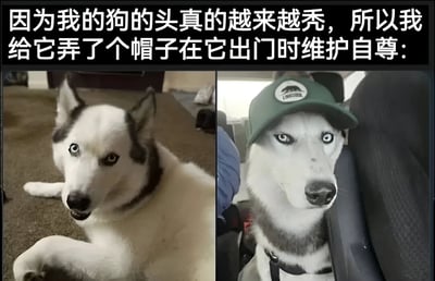 图片为左右对比图，左侧是一只哈士奇趴在地毯上，头部毛发略显稀疏，眼神惊讶地抬头看；右侧是同一只哈士奇戴着绿色帽子坐在车内，眼神淡定。顶部文字说明因狗狗头越来越秃，主人给它戴帽子出门维护自尊。整体展现了宠物主人对狗狗的关爱，充满温馨搞笑的氛围。