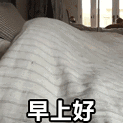 金毛犬的四连拍早安问候