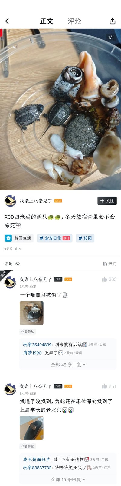 社交媒体截图显示用户在PDD购买了两只小乌龟，担心冬天放在宿舍会冻死。帖子下方有多个评论互动，包括关于乌龟被偷和寻找乌龟的幽默回复。图片主体是一个透明容器，里面有两只小乌龟、贝壳和石头等装饰物。