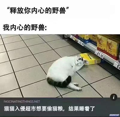 图片上方配有文字'释放你内心的野兽'和'我内心的野兽:'，下方是一只白猫趴在超市瓷砖地板上，头靠着货架上掉落的黄色猫粮盒睡觉的场景。底部文字说明'猫猫入侵超市想要偷猫粮，结果睡着了'，通过强烈反差幽默展现了所谓的'内心野兽'其实是慵懒可爱的猫咪，形成搞笑效果。