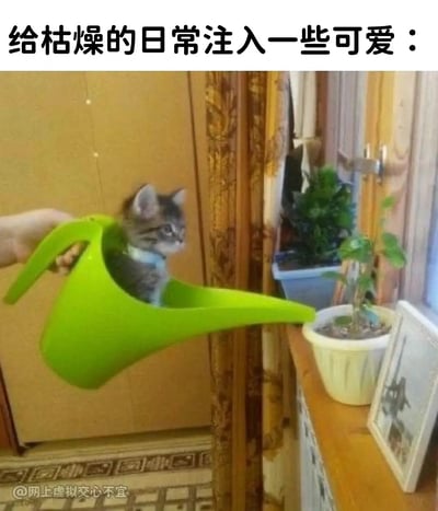 图片上方有文字“给枯燥的日常注入一些可爱：”，画面内容是一只萌态十足的小猫咪被放置在绿色的浇花壶里，浇口对着窗台上的花盆。原本用来浇水的壶这次装着“可爱”，形成了“用可爱来拯救/滋润日常生活”的形象幽默，画面温馨治愈，带有明显双关和拟人梗。