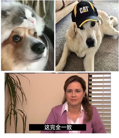 这是一张由三张图片拼接而成的趣味对比图，上方左侧为一只灰白相间的猫咪放松地趴在狗狗头顶，猫咪神态慵懒，狗狗则眼神带着茫然与无奈；上方右侧是一只浅米色狗狗，戴着印有CAT品牌标志的棒球帽，帽子遮挡住半张脸，神态显得有些滑稽；下方是美国情景喜剧《办公室》中角色帕姆·比斯利的截图，她表情平静地直视镜头，图片底部配有文字“这完全一致”，将宠物们的造型、神态与美剧角色的状态进行趣味关联，营造出“撞脸”的搞笑反差感，属于网络上流行的趣味梗图。