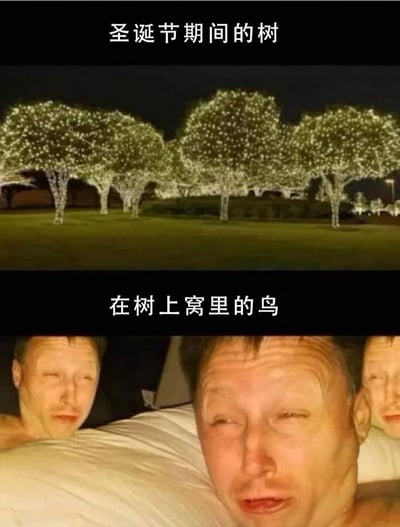 这是一张上下对比梗图。上半部分展示了圣诞节期间被灯光装饰得十分华丽的树木，在夜晚显得璀璨夺目；下半部分则是三名面露疲惫、表情无奈的男子躺在床上的画面，配文“在树上窝里的鸟”，通过幽默的方式暗示树上的鸟因为圣诞灯光而无法好好休息，营造出搞笑又略带夸张的对比效果。