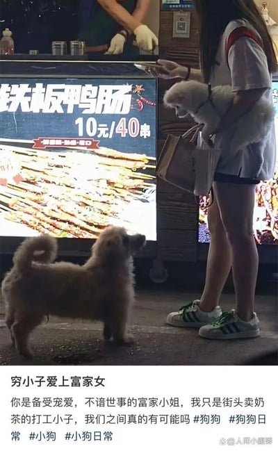 这是一张充满趣味的街头实拍图，画面中一位女生抱着一只看起来被精心照料的白色小狗，站在写有“铁板鸭肠10元/40串”的小吃摊前，地面上有一只浅棕色的小狗正抬头仰望被抱着的白色小狗。图片搭配拟人化的文案，将两只小狗比作身份悬殊的“富家小姐”与“穷小子”，用“你是备受宠爱，不谙世事的富家小姐，我只是街头卖奶茶的打工小子，我们之间真的有可能吗”的文案，演绎了一段反差感拉满的拟人化情感戏码，用宠物的互动调侃现实中身份差异的情感话题，充满趣味性。