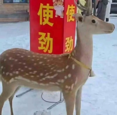 一只带有白色斑点的鹿站在雪地里，旁边有一个红色的柱子，柱子上用黄色字体写着“使劲”两个字，柱子上还贴着一个卡通形象。背景中可以看到积雪覆盖的地面和模糊的建筑物，整体场景呈现出冬季户外的氛围。
