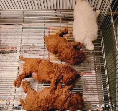 图片展示了四只刚出生的幼犬，其中三只是棕色卷毛幼犬（外观类似泰迪犬），一只是白色幼犬，它们都以仰躺的姿态，放松地睡在金属宠物笼的网格底板上，笼子底部铺垫了报纸。幼犬们姿态软萌，画面整体温馨治愈，没有双关、谐音梗或暗示类内容。