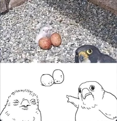 图片分为上下两部分：上半部分是真实拍摄的鸟巢场景，巢内铺满灰色碎石，有两枚棕褐色鸟蛋和一只毛茸茸的白色雏鸟，右侧一只成年鹰（或隼）正歪头注视着巢内，眼神充满好奇。下半部分是手绘卡通改编版，左侧雏鸟表情呆萌，右侧成年鸟伸出翅膀指向鸟蛋和雏鸟，眼神震惊，仿佛在疑惑“这蛋怎么孵出这玩意儿？”。两部分形成趣味对比，突出动物亲子互动的可爱瞬间。