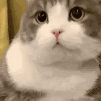 这张图是一只圆头橘猫以标志性的“飞机耳”造型出镜，表现出暴躁但呆萌的神色。猫咪的头部圆润，耳朵向两侧拉平（飞机耳），透露出不满和愤怒的情绪，这种反差感让表情既有趣又可爱。该形象在网络上被赋予“耄耋”新梗含义（谐音猫爹），常用来表达极度不爽或者生气的情绪，画面简洁、幽默，因其Q弹萌感和微妙情绪而在社交平台爆红。已经出现诸多变体，如蜘蛛耄耋等创意衍生图。

其中“耄耋”作为谐音梗，取自猫爹称呼，将网络梗图与中文声韵趣味紧密结合，有独特二层语义和话题引导性质。