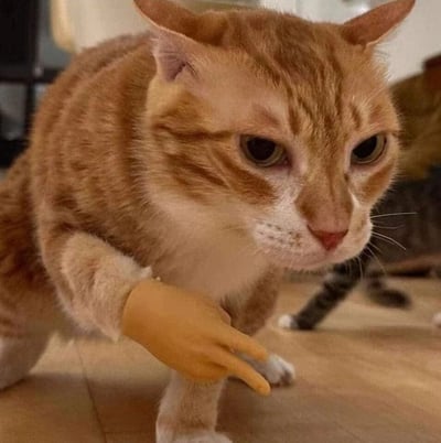 一只橘黄色的胖猫正伸出前爪，而它的爪子被P上了一只迷你的人类手，形成了强烈的视觉反差。猫咪表情严肃中带着一丝困惑，眼神直视前方，仿佛在思考这只