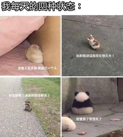 这张梗图展示了四只可爱小动物，配以搞笑的文字，用以表达现代人每天不同的情绪状态：独处、烦躁、生闷气、孤独。配文分别表达了内心孤独、烦躁、渴望社交和逃避的情绪，非常贴近年轻人日常心理状态。整体风格轻松幽默，极具共鸣感，非常适合用来自嘲或发朋友圈吐槽。

其中配文有一定的情绪梗调侃感，如“别和我讲话我现在很火大”表达了发脾气时的状态；而“别管我了我懒死了”有点丧气和躺平亚文化的意思。