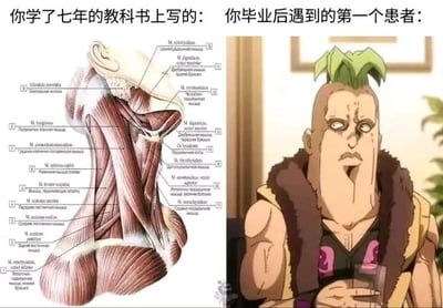 这是一张左右对比的搞笑梗图，左侧是医学教科书里的颈部肌肉解剖示意图，图中用俄文详细标注了颈部每一块肌肉的名称，对应上方文字“你学了七年的教科书上写的”，代表医学生在漫长的学习过程中接触到的都是标准化、严谨规范的人体结构知识；右侧是日本动画《JOJO的奇妙冒险：黄金之风》中的角色贝西，该角色有着和标准人体结构差异极大的夸张颈部形态，对应上方文字“你毕业后遇到的第一个患者”。整张图通过这种强烈的视觉反差，调侃了医学生在学校学习的理论知识和实际临床工作中遇到的特殊情况之间的巨大差距，用夸张的ACG角色来放大这种理想与现实的反差，制造出幽默搞笑的效果，引发医学生群体的共鸣。