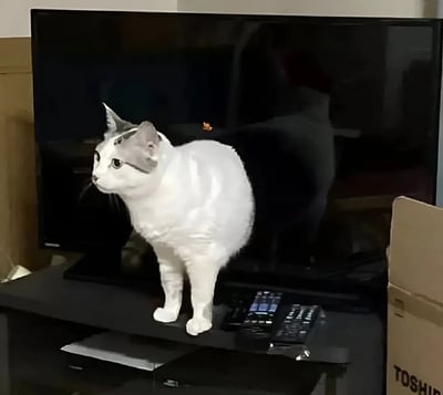一只灰白相间的猫咪正站在黑色的电视柜上，电视屏幕处于关闭状态，清晰地映出猫咪的倒影。猫咪身体圆润，耳朵竖起，侧头望向左侧，眼神中带着一丝好奇。电视柜上放置着几个黑色的遥控器，旁边有一个棕色的纸箱，上面隐约可见“TOSHIBA”的品牌字样。整个场景展现了家庭日常环境，氛围温馨可爱。