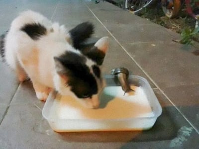 一只黑白相间的小猫站在灰色瓷砖地面上，正低头专注地从一个透明塑料托盘里喝着牛奶。托盘边缘有一个金属小物件，背景中隐约可见一些植物和停放的自行车，整体画面温馨自然。