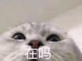 猫咪仰头问'在吗'表情包