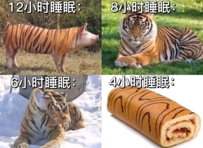 这是一张由四张图片拼接而成的趣味梗图，通过四个形象对应不同睡眠时间后的状态，用幽默夸张的方式调侃睡眠时长对人的影响：左上角标注“12小时睡眠”，对应被画上老虎纹路的猪，暗指睡太久后整个人慵懒迟钝，失去了应有的精气神；右上角标注“8小时睡眠”，对应神态威严、状态精神的趴卧老虎，代表睡眠充足时的良好状态；左下角标注“6小时睡眠”，对应在雪地中趴卧、神态萎靡疲惫的老虎，体现睡眠不足时的困顿模样；右下角标注“4小时睡眠”，对应虎皮蛋糕，谐音“虎疲”，同时暗示睡眠严重不足后，人已经失去活力，如同被消耗的食物，趣味十足地戳中了当代人睡眠时长不足或不规律的现状。