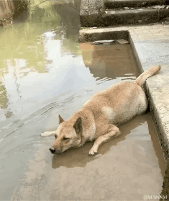 这是一段动态GIF，画面中一只中华田园犬趴在路边的浅水坑里，看起来是在利用水坑给自己降温。它将一只前爪搭在水面上，随着水面的波纹，这只爪子看起来像是人类的手在划水，狗狗姿态慵懒放松，模样十分搞笑又治愈，仿佛在惬意地玩水。