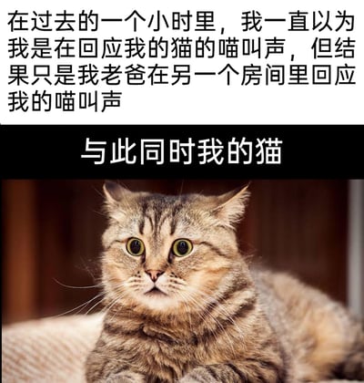 这是一张图文结合的搞笑梗图，上方文字叙述了一个有趣的生活乌龙：用户以为自己和房间里的猫咪对喵叫了一小时，最后才发现回应自己的是另一个房间的老爸。下方配了一只趴卧着的虎斑猫，猫咪瞪大双眼，表情震惊错愕，配文“与此同时我的猫”，用猫咪的茫然震惊表情来表现它全程被排除在这场喵叫互动之外的状态，形成了滑稽的反差感，让整个乌龙事件的搞笑效果拉满。