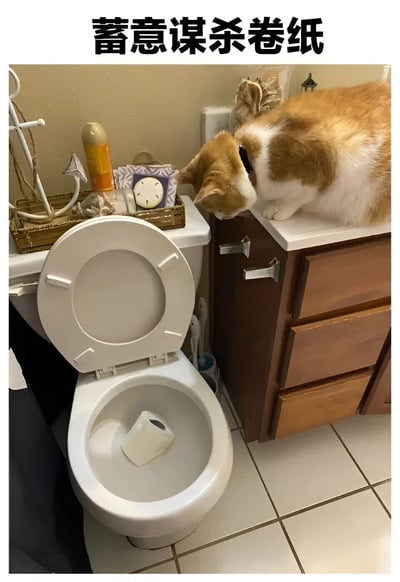 一只橘白相间的猫趴在浴室柜上，低头注视着马桶里的一卷卫生纸。图片上方配有文字“蓄意谋杀卷纸”，幽默地暗示是猫咪把卷纸丢进了马桶，营造出一种搞笑的“犯罪现场”氛围。