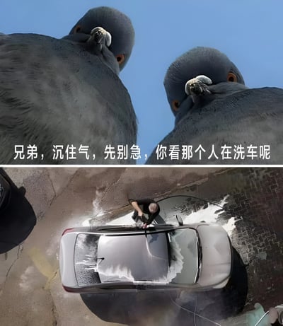 图片分为上下两部分。上半部分是两只巨大的鸽子俯视下方，配文'兄弟，沉住气，先别急，你看那个人在洗车呢'；下半部分是一个人正在洗车的俯视角照片。这张梗图通过将鸽子巨大化并添加拟人化对话，创造出一种幽默效果，暗示鸽子在观察并评论人类洗车的行为。