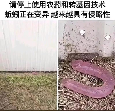 这是一张左右拼接的网络谣言图，上方配有误导性文字“请停止使用农药和转基因技术 蚯蚓正在变异 越来越具有侵略性”。左侧画面展示了墙角草地处的正常小型蚯蚓，右侧则是AI生成的、趴在干草堆上的巨型粉色虚构生物，该图通过虚假关联农药、转基因技术与蚯蚓变异的关系，试图制造恐慌传播不实言论，实际上图中的巨型生物并非真实存在的变异蚯蚓，相关说法没有科学依据。