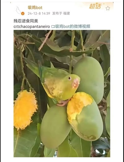 这是一张微博平台的内容截图，由用户“吸鸡bot”于2024年12月8日14:39在福建发布，配文为“残忍进食同类”，同时标注了素材来源。截图内的实拍图中，一只羽毛主体为黄绿色的小鹦鹉站在挂在枝头的青芒果上，正在啃食其中一个芒果的黄色果肉，旁边还挂着一个已经被啃得只剩黄色纤维的芒果核，由于鹦鹉胸腹部的黄色羽毛和芒果果肉的颜色高度相似，发布者借此玩梗，调侃鹦鹉正在进食同类，制造出搞笑的效果。