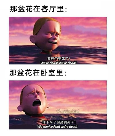 这是一张由迪士尼动画电影《超人总动员》的截图改编的上下对比式表情包，精准调侃了养花人的焦虑心态：上半部分展示当花被放在客厅时，养花人代入动画角色的视角，惊慌哭喊“要死了要死了！”，陷入花即将枯萎死亡的恐慌；下半部分展示当花被放在卧室时，养花人依旧代入角色崩溃大喊“活下来了但是要死了！”，无论将植物安置在哪个位置，都摆脱不了“花马上要死了”的焦虑，用角色夸张的崩溃表情放大了养花人对植物存活状态的过度担忧，充满搞笑与共鸣感。
