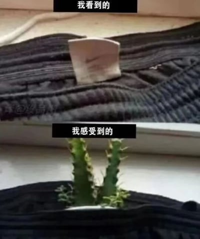 上方图片标注“我看到的”，展示一个黑色褶皱物体（可能是鞋子或布料）上放置着一块白色的小物件，整体显得普通甚至有些杂乱。下方图片标注“我感受到的”，则是在黑色容器中长出了两株绿色带刺的仙人掌，充满生机与活力。通过上下对比，幽默地呈现了“客观表象”与“主观感受”之间的有趣差异，用仙人掌的生命力形成强烈反差制造笑点。