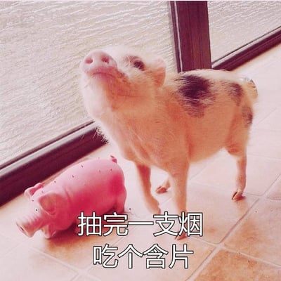 一只小猪站在瓷砖地板上，抬头向上看，旁边有一个粉色的猪形玩具。图片下方有文字："抽完一支烟 吃个含片"，通过可爱的小猪形象和成人化的文字内容形成幽默对比。