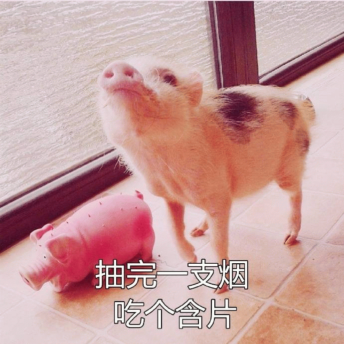 小猪抽完烟吃含片
