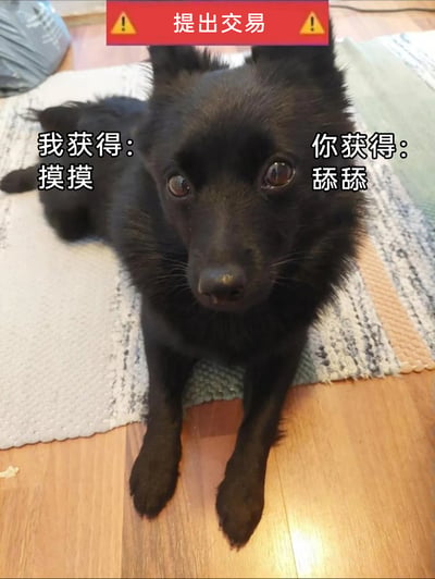 这是一张充满治愈感的趣味宠物图片，主体是一只黑色的小狗，它趴在室内的地垫与木质地板上，圆睁着亮晶晶的眼睛，眼神软萌又带着期待，姿态乖巧。图片上方添加了带有警示图标的红色“提出交易”字样，小狗的左右两侧分别标注“我获得：摸摸”和“你获得：舔舔”，以拟人化的方式模拟小狗向主人提出互动交易，表达了小狗想要被抚摸的诉求，同时承诺会用舔舐来回应主人，整体氛围温馨可爱，十分贴合宠物与主人之间的日常互动场景，容易引发养宠人士的共鸣。
