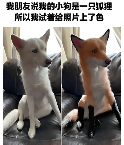 这是一张左右对比图，左侧是一只白色的小狗坐在黑色沙发上，有着尖尖的耳朵和蓝色的眼睛；右侧是同一只狗，但被编辑成了狐狸的颜色，包括橙色的头部和身体、白色的下巴和腹部，以及黑色的腿部。图片上方配有文字：'我朋友说我的小狗是一只狐狸 所以我试着给照片上了色'，通过给小狗添加狐狸的典型颜色来幽默地回应朋友的调侃。