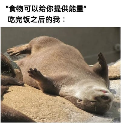 图片上方配有文字“食物可以给你提供能量 吃完饭之后的我：”，下方是一只水獭仰躺在石头上，四肢自然伸展，双眼微闭，表情呈现出极度放松甚至有些困倦的状态，通过文字与画面的反差，幽默地表现了人们常有的“吃完饭反而更困”的生活体验。