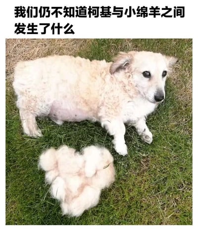 图片上方配有文字'我们仍不知道柯基与小绵羊之间发生了什么'，下方是一只趴在草地上的柯基犬，其身旁有一堆蓬松的羊毛。柯基的毛发呈现出被修剪后的状态，露出部分浅色皮肤，眼神无辜地看向镜头，与旁边的羊毛形成有趣关联，仿佛暗示柯基与小绵羊之间发生了某种神秘互动（如剃羊毛），整体画面幽默诙谐，引发观者好奇。