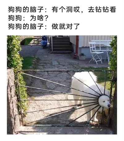 这是一张充满趣味的宠物梗图，图片上方配有三段模拟狗狗内心活动的对话，分别是“狗狗的脑子：有个洞哎，去钻钻看”“狗狗：为啥？”“狗狗的脑子：做就对了”，生动还原了狗狗在好奇心驱使下的冲动行为；下方实拍图中，一只白色萨摩耶正呈现出头卡在铁艺门圆形孔洞中的滑稽状态，身体还在门的另一侧，表情看起来有些无奈和懵圈，画面通过文字和实景的结合，放大了狗狗这种“脑子一热就行动”的可爱反差感，让人忍俊不禁。