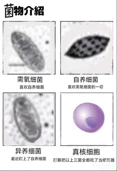 这是一张四格趣味科普梗图，顶部标题为“菌物介绍”，四格分别配了四种细胞/微生物的示意图及拟人化说明文字：第一格是需氧细菌，说明为“喜欢自养细菌”；第二格是自养细菌，说明为“喜欢需氧细菌的一切”；第三格是异养细菌，说明为“最近盯上了自养细菌”；第四格是真核细胞，说明为“打算把以上三菌全都吃了当细胞器”。该图玩了生物学中内共生起源学说的梗，将远古时期真核细胞演化过程中吞噬原核生物形成共生关系的过程进行了拟人化的趣味演绎。