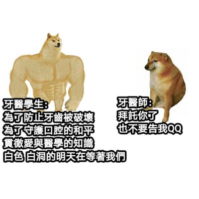 图片左侧是一只拥有夸张肌肉线条的柴犬，扮演牙科学生角色，配文充满理想主义：“为了防止牙齿被破坏 为了守护口腔的和平 贯彻爱与医学的知识 白色白洞的明天在等着我们”；右侧是一只蹲坐流泪的普通柴犬，扮演牙医角色，配文带着无奈：“拜托你了 也不要告我QQ”。通过肌肉柴犬的热血与流泪柴犬的委屈形成鲜明对比，幽默展现了牙科学生的理想与牙医现实工作压力的反差。