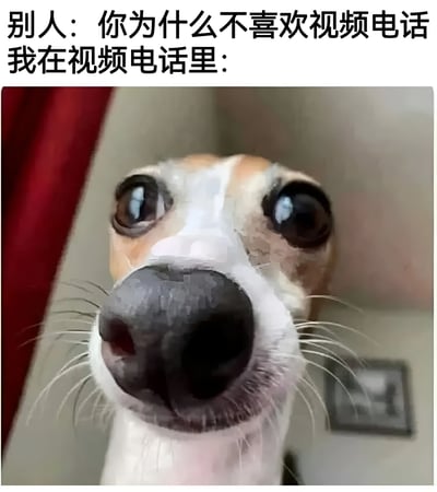这张梗图上方有两行文字："别人：你为什么不喜欢视频电话"和"我在视频电话里："，下方是一张狗的特写照片。这只狗有着异常大的眼睛，正直勾勾地盯着镜头，表情看起来有些惊讶和不自然。图片通过狗的尴尬表情幽默地表达了许多人对视频电话的抗拒心理，暗示自己在视频通话中会显得不自然或不自在。