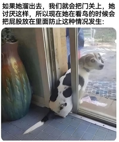 图片展示了一只聪明的狗狗为防止被关在门外而采取的有趣策略。狗狗的前半身探出玻璃门外专注地看着外面的鸟，同时特意将屁股留在门内，用身体挡住门防止关闭。图片上方配有文字解释这一行为："如果她溜出去，我们就会把门关，她讨厌这样，所以现在她在看鸟的时候会把屁股放在里面防止这种情况发生："。整个场景发生在室内门口处，旁边有一个装饰花瓶，地面是灰色瓷砖。狗狗的这一充满智慧的自我保护行为既可爱又有趣，展现了宠物的聪明才智和适应能力。
