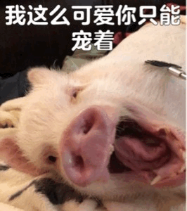 我这么可爱你只能宠着 - 萌猪表情包